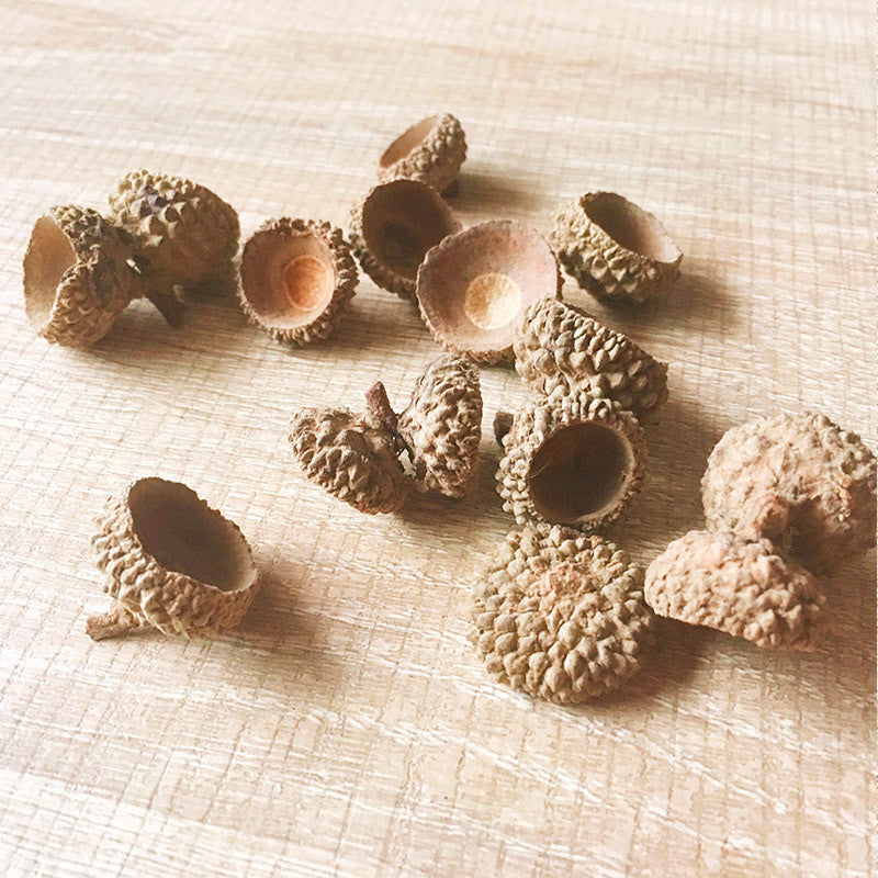 Needle felting supplies Acorn Caps Set of 50 Natural Jewelry Nature Rustic Autumn Crafts Natural Acorn Supply