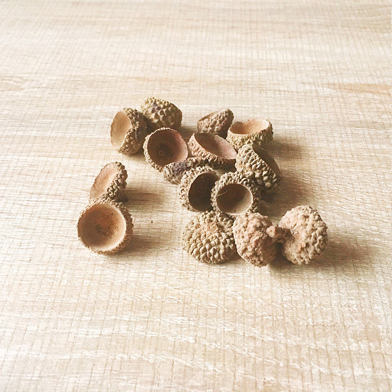 Needle felting supplies Acorn Caps Set of 50 Natural Jewelry Nature Rustic Autumn Crafts Natural Acorn Supply