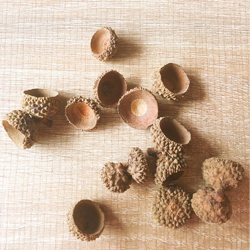 Needle felting supplies Acorn Caps Set of 50 Natural Jewelry Nature Rustic Autumn Crafts Natural Acorn Supply